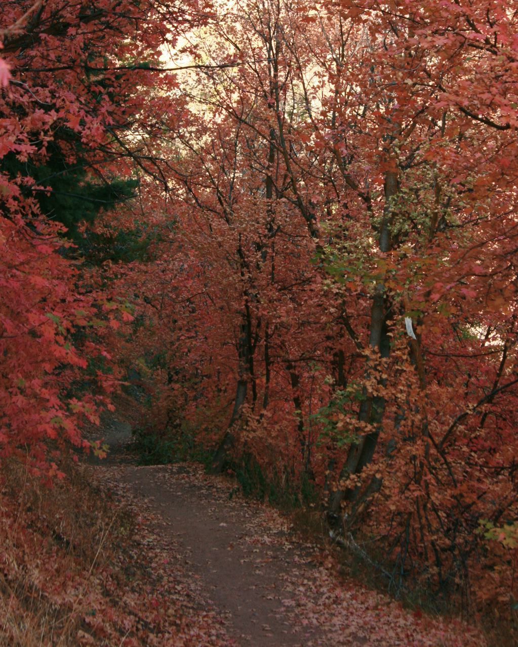 Mill Creek Canyon