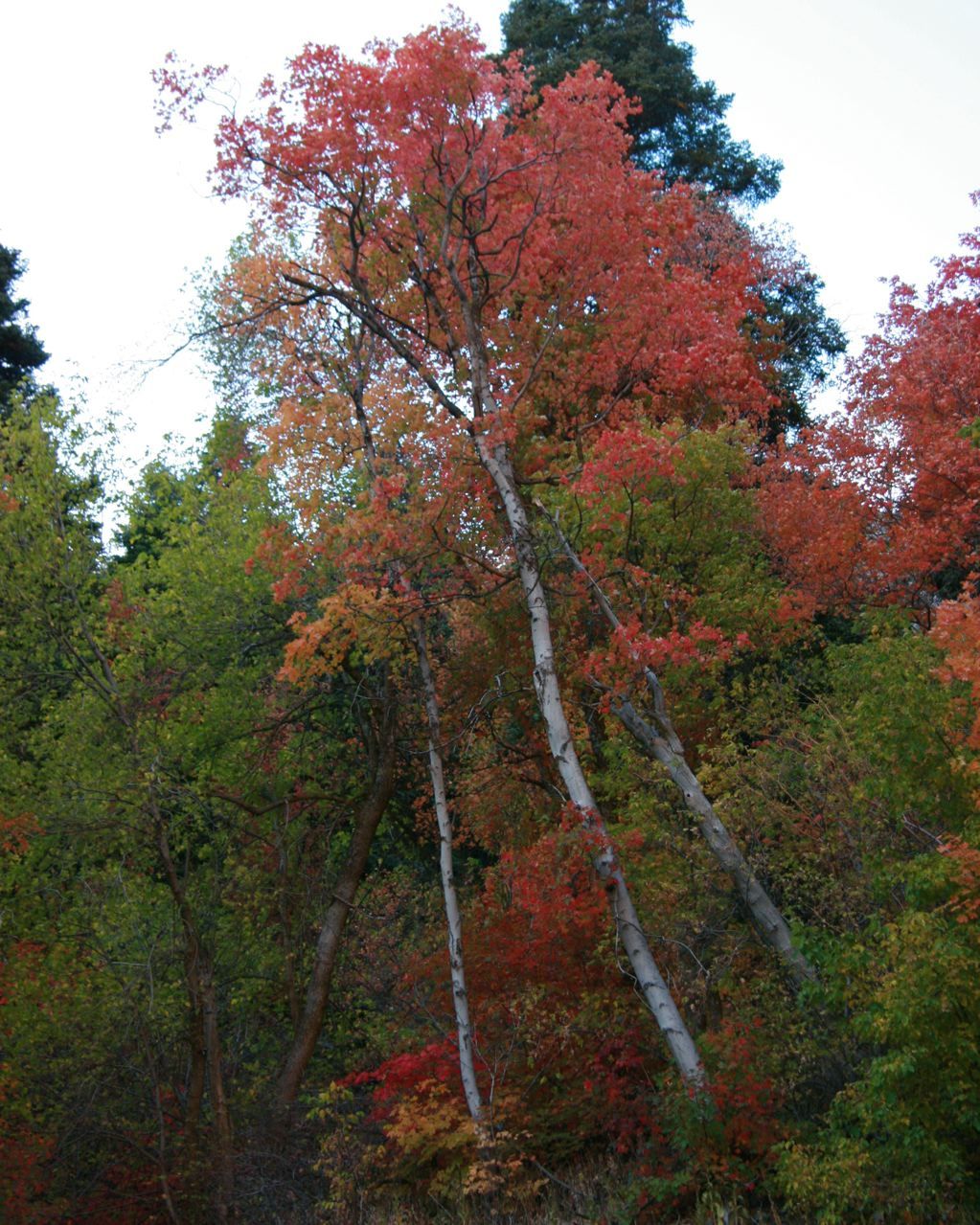 Mill Creek Canyon