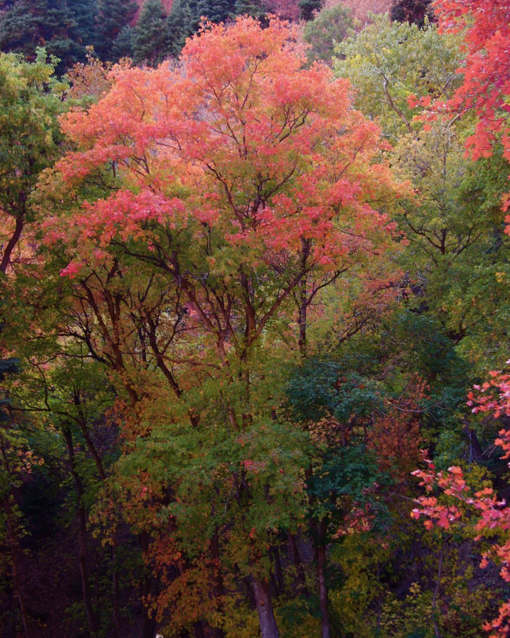 Mill Creek Canyon